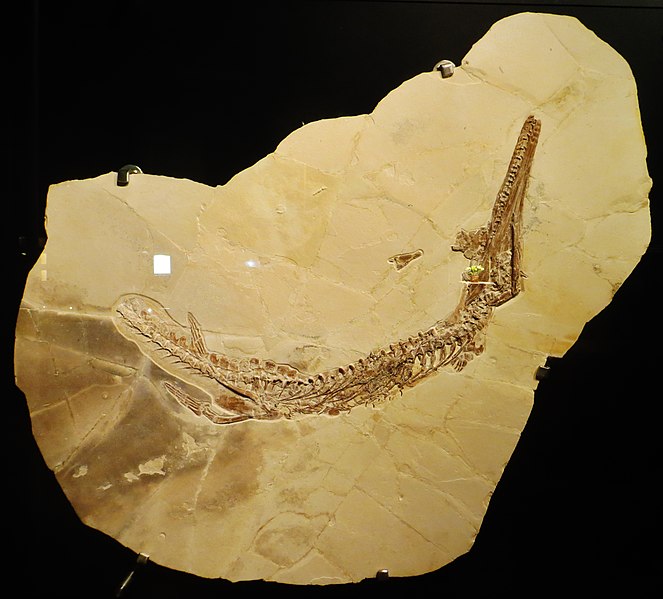 File:Cricosaurus bambergensis 455445.jpg