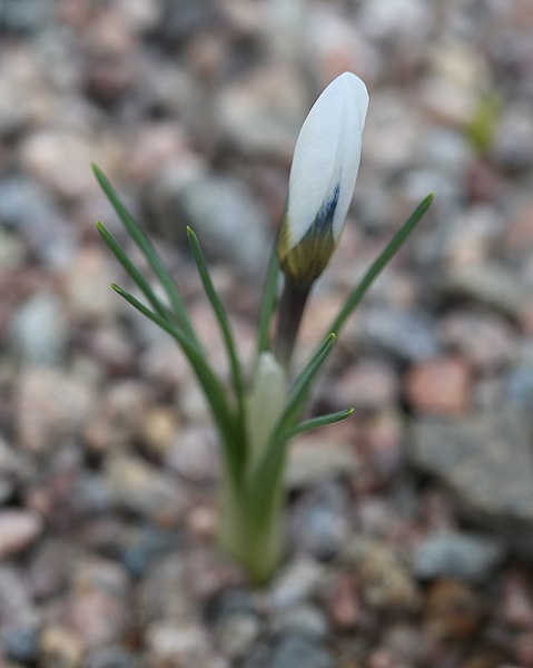 File:Crocus cartwrightianus GotBot 2015 005.JPG