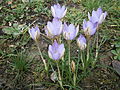 Crocus imperati 'De Jager'