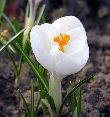 File:Crocus vernus ziedas.jpg