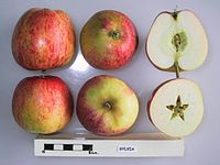 Cross section of Sylvia, National Fruit Collection (acc. 1976-019) .jpg