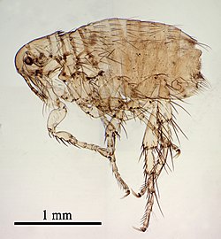 Ctenocephalides canis, pulga de perro