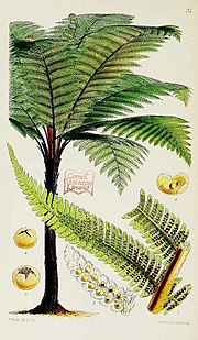 Thumbnail for File:Cyathea medullaris Sw.jpg