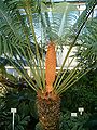 Fossil Cycad National Monument
