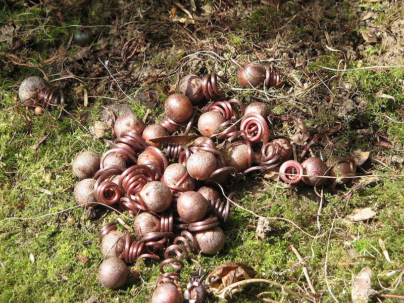 File:Cyclamen hederifolium pods.jpg