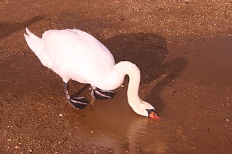 Cygnus olor (Mute swan) drinking