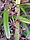 Cymbidium aloifolium.jpg