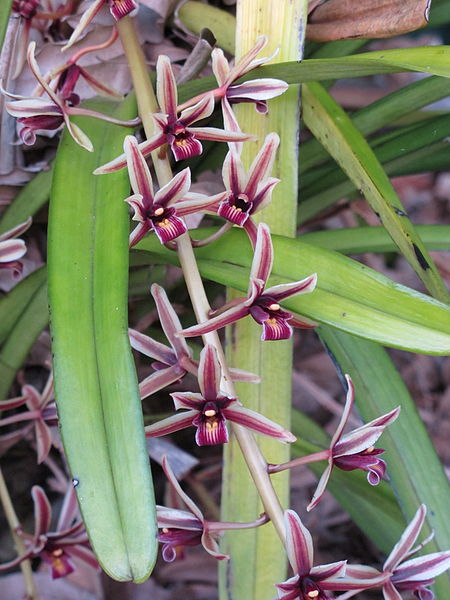 Tập_tin:Cymbidium_aloifolium.jpg