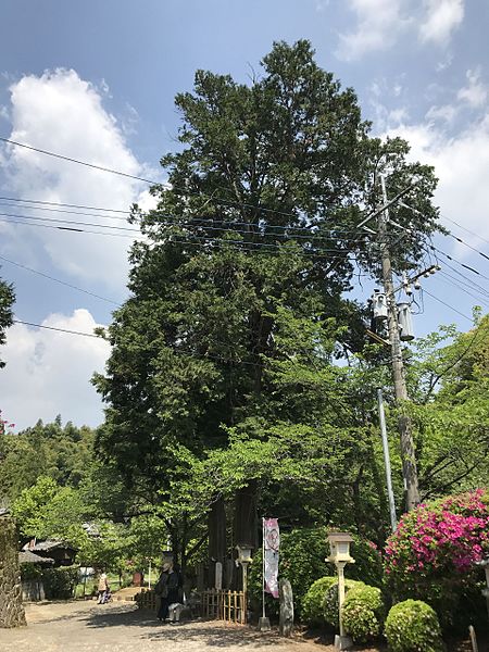 File:Cypress trees ""Meoto-Hinoki" in Takeo Shrine.jpg