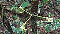 Inflorescences cauliflores de Raputia aromatica