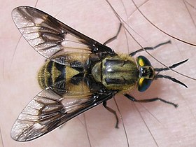 Chrysops relictus