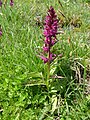 Dactylorhiza alpestris