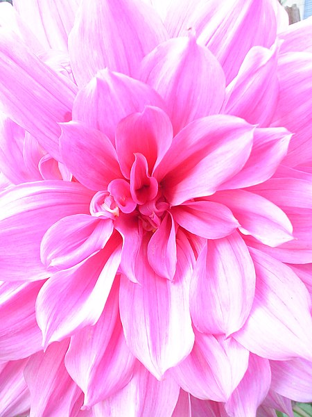 File:Dahlia 03584.JPG