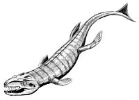 An artist's reconstruction of Dakosaurus andiniensis. Dakosaurus BW.jpg