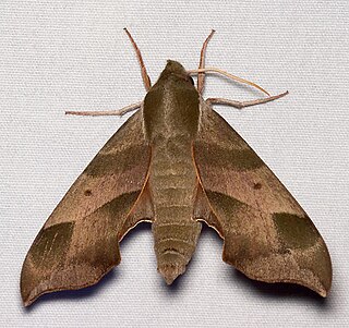 <i>Darapsa myron</i> Species of moth