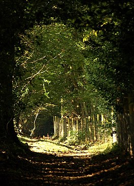 Dartmoor Cara di bawah ini Rora ke Bawah (3) - geograph.org.inggris - 1013128.jpg