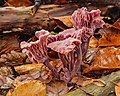 * Nomination Laccaria amethystina (amethyst deceiver) Focus stack of 19 photos. --Famberhorst 06:09, 3 December 2021 (UTC) * Promotion Good quality --Llez 07:04, 3 December 2021 (UTC)