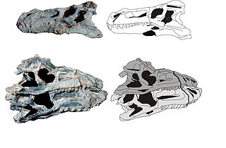 <i>Decuriasuchus</i> species of reptile
