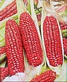 Deep_red_corn