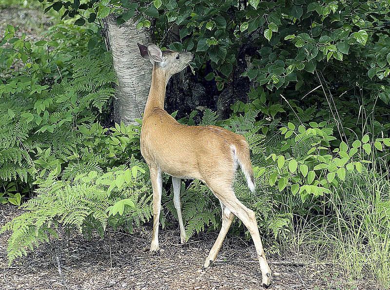 File:Deer-Eating.jpg