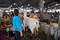 Delaware State Fair - 2012 (7695716792).jpg