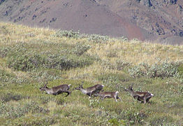 Caribou herd running in Denali National Park