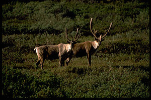 Denali National Park and Preserve DENA3179.jpg