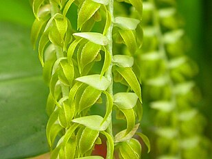 <center>Dendrochilum magnum</center>