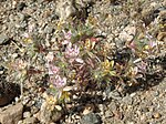 Thumbnail for File:Desert calico, Loeseliastrum matthewsii (16433580875).jpg