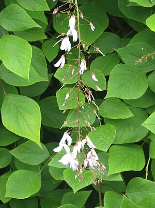 <i>Sunhangia elegans</i> Species of plant