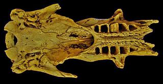 <i>Diabolotherium</i> Extinct genus of ground sloths