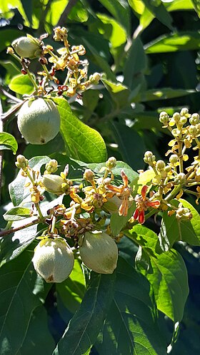 Dicella nucifera