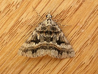 <i>Dichromodes longidens</i> Species of moth