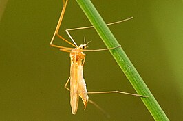 Dicranomyia (Dicranomyia) modesta