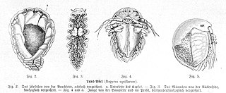 <i>Bopyrus squillarum</i> Species of isopod