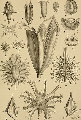 Illustration from Die Naturlichen Pflanzenfamilien showing Pterodiscus at letter F Die Naturlichen Pflanzenfamilien - nebst ihren Gattungen und wichtigeren Arten, insbesondere den Nutzpflanzen (1887-1909.) (20314790223).jpg