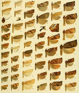 <i>Homonopsis</i> Genus of tortrix moths