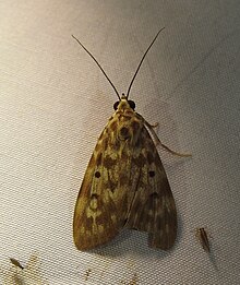 Digama marchalii Erebidae, автор - доктор Раджу Касамбэ DSCN0334 (3) .jpg