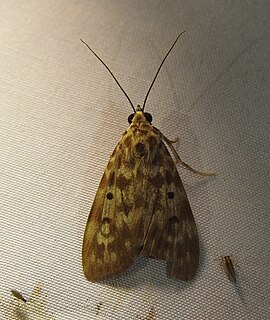 <i>Digama marchalii</i> Species of moth