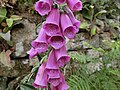 Digitalis purpurea (digitale pourpre)