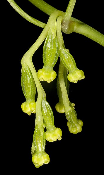 File:Dioscorea hastifolia - Flickr - Kevin Thiele.jpg