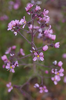 <i>Diplopeltis huegelii</i> species of plant