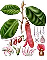 Dipterocarpus Tree