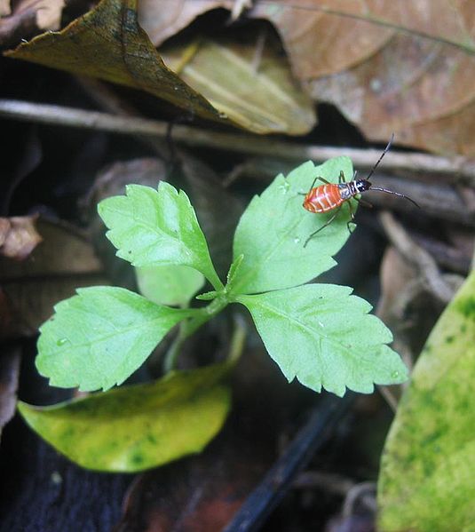 File:DirkvdM red insect on leaf.jpg