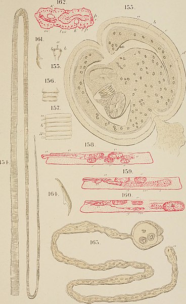 File:Diseases and enemies of poultry (1897) (14750644252).jpg