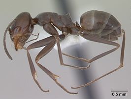 Dorymyrmex brunneus