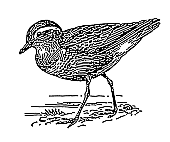 File:Dotterel (PSF).png