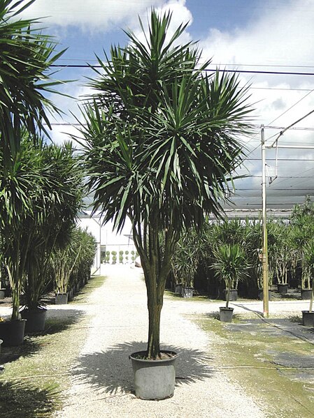 File:Dracaena 'Tarzaqn'.jpg