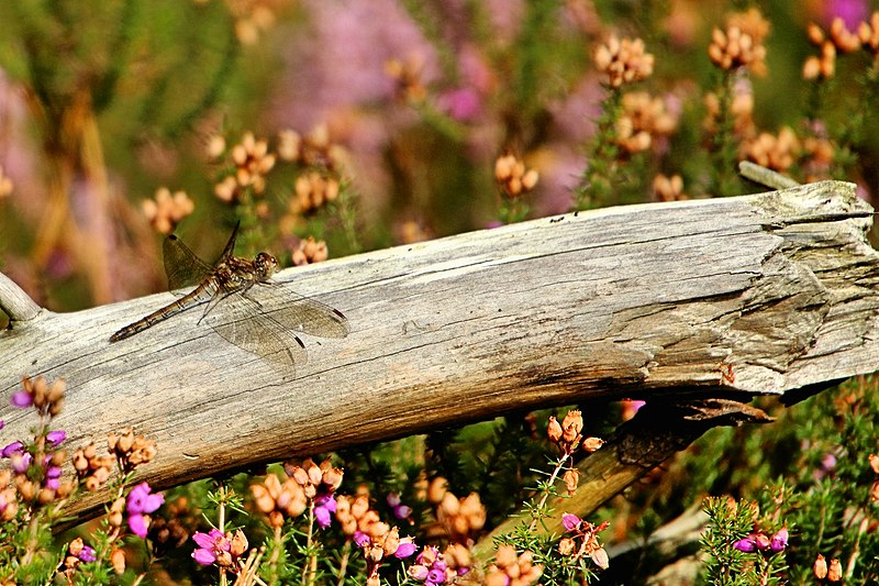 File:Dragonfly - Brownsea Island (29249593034).jpg