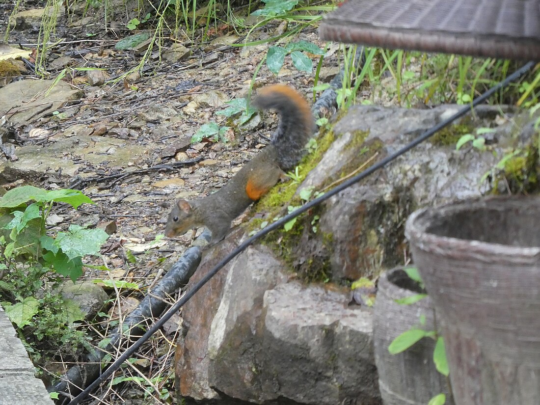 Chinesisches Rotwangenhörnchen